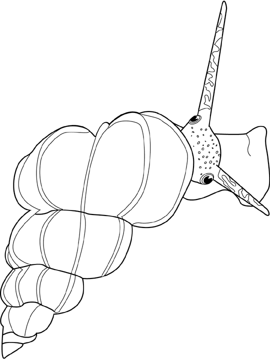 Coloring page: Snail (Animals) #6660 - Free Printable Coloring Pages