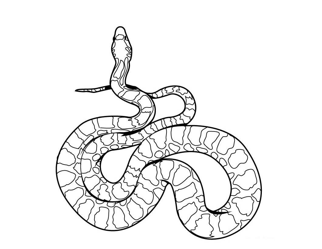 Coloring page: Snake (Animals) #14337 - Free Printable Coloring Pages
