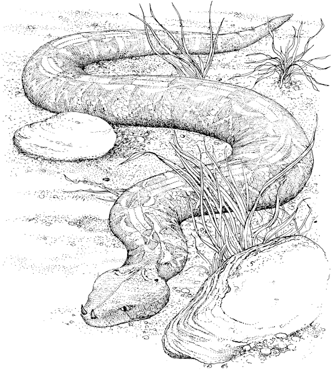 Coloring page: Snake (Animals) #14355 - Free Printable Coloring Pages