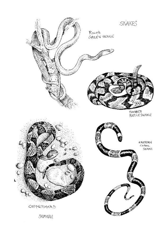 Coloring page: Snake (Animals) #14398 - Free Printable Coloring Pages