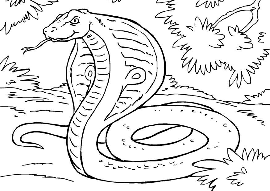 Coloring page: Snake (Animals) #14445 - Free Printable Coloring Pages