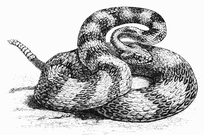 Coloring page: Snake (Animals) #14454 - Free Printable Coloring Pages