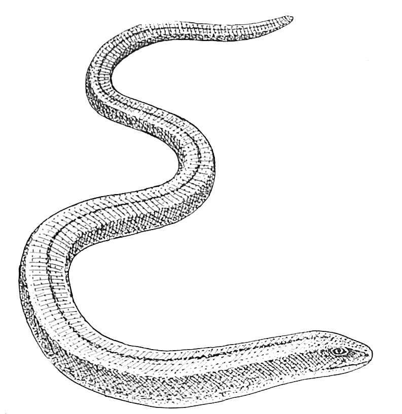 Coloring page: Snake (Animals) #14468 - Free Printable Coloring Pages