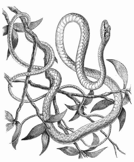 Coloring page: Snake (Animals) #14469 - Free Printable Coloring Pages