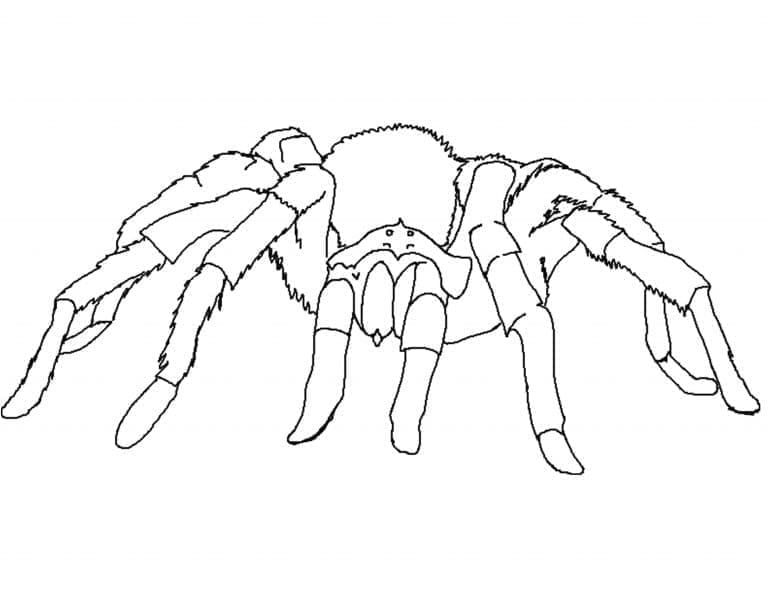 Free printable Spider coloring page #184494 from Animals collection
