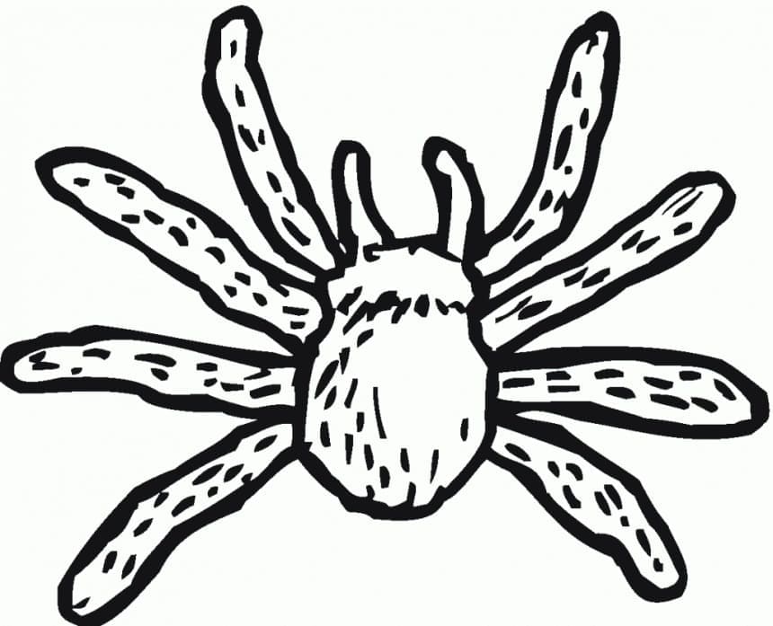 Free printable Spider coloring page #184497 from Animals collection