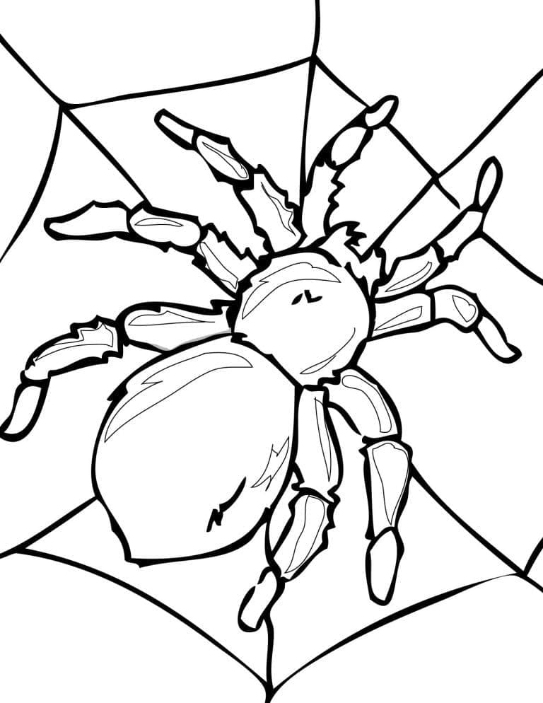Free printable Spider coloring page #184517 from Animals collection