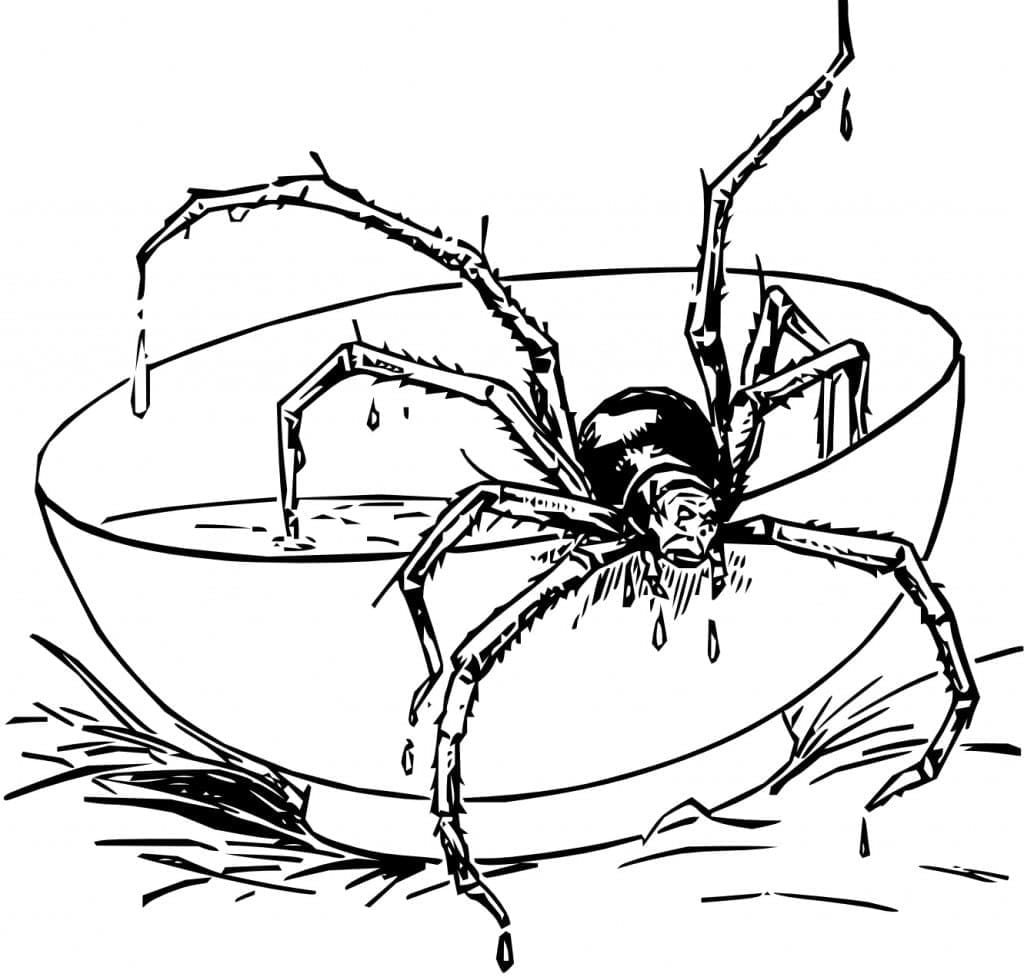 Free printable Spider coloring page #184526 from Animals collection Free printable Spider coloring page #184526 from Animals collection