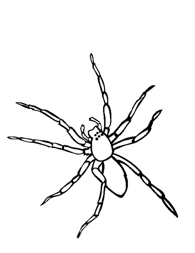 Coloring page: Spider (Animals) #576 - Free Printable Coloring Pages