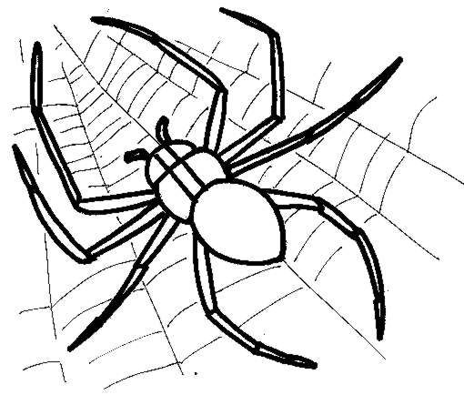 Coloring page: Spider (Animals) #584 - Free Printable Coloring Pages