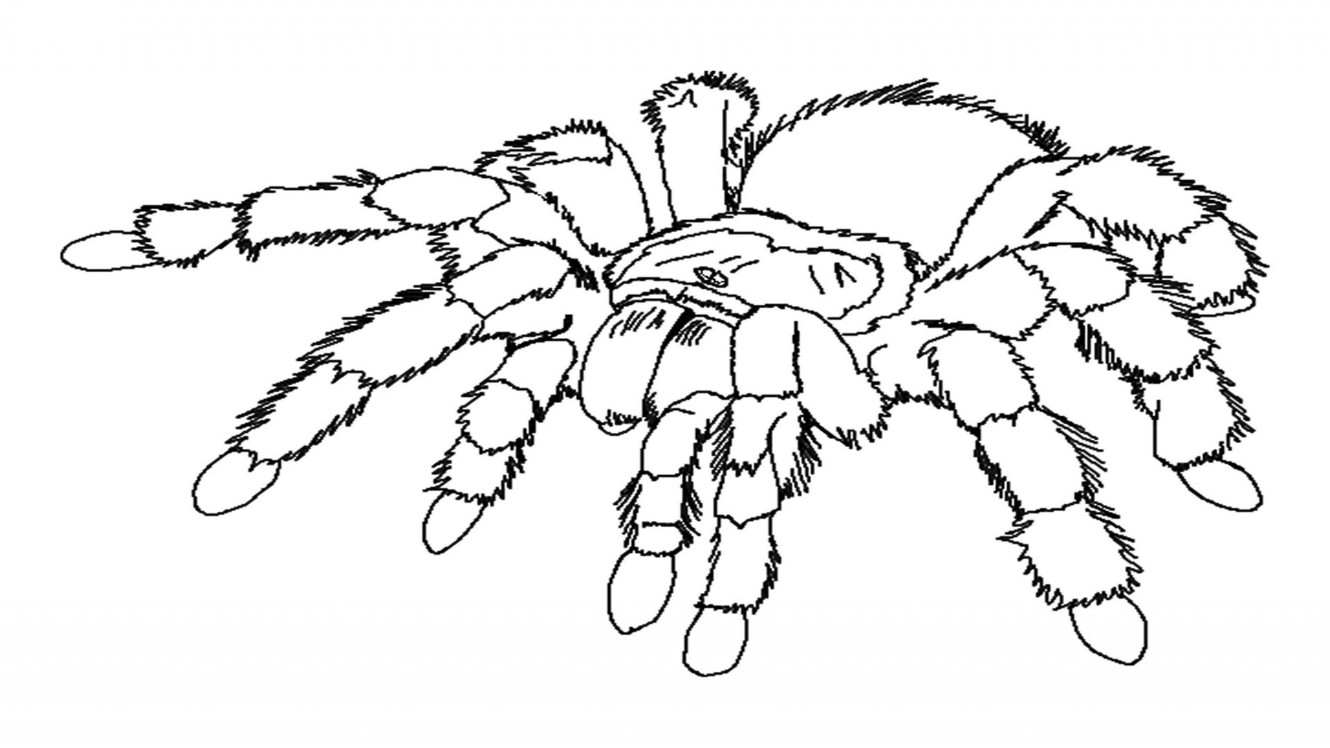 Spider (Animals) Free Printable Coloring Pages