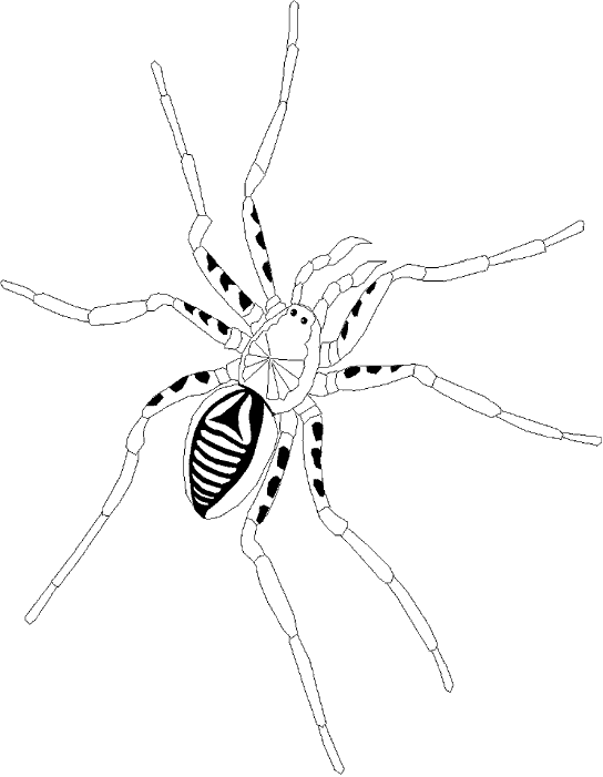 Coloring page: Spider (Animals) #610 - Free Printable Coloring Pages