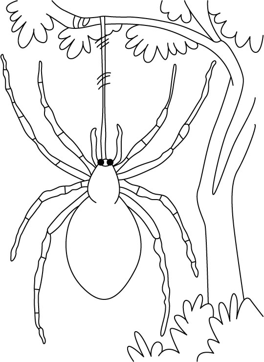 Coloring page: Spider (Animals) #636 - Free Printable Coloring Pages