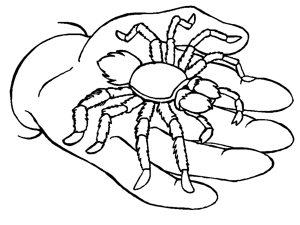 Coloring page: Spider (Animals) #664 - Free Printable Coloring Pages