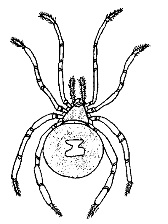 Coloring page: Spider (Animals) #666 - Free Printable Coloring Pages