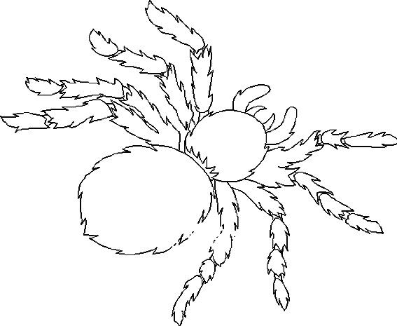 Coloring page: Spider (Animals) #670 - Free Printable Coloring Pages