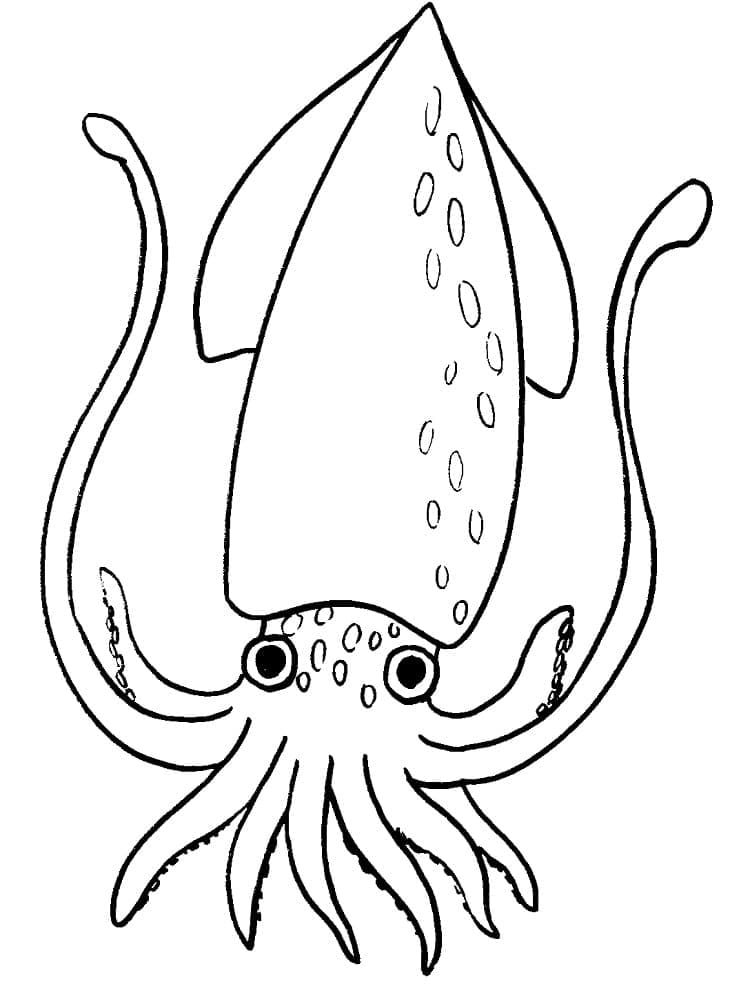 Free printable Squid coloring page #208863 from Animals collection Free printable Squid coloring page #208863 from Animals collection