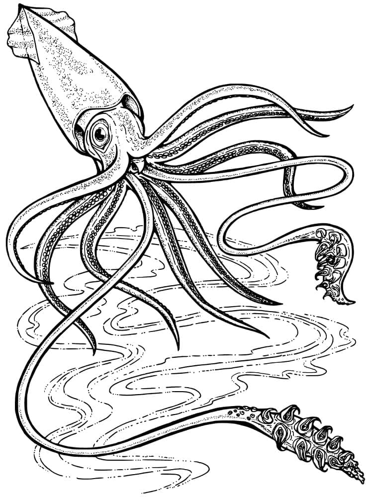 Free printable Squid coloring page #208864 from Animals collection