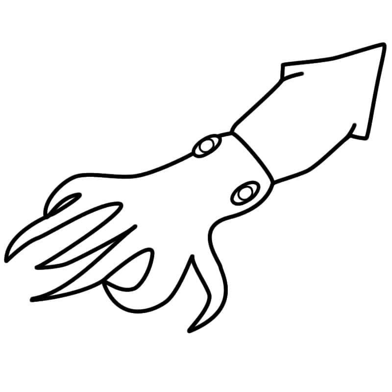 Free printable Squid coloring page #208870 from Animals collection