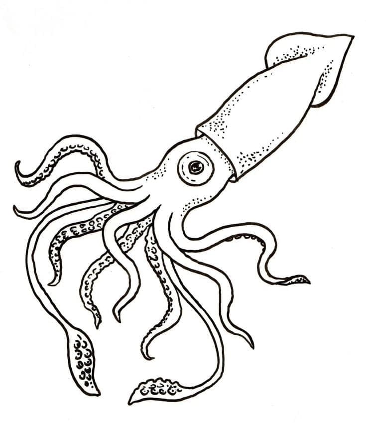 Free printable Squid coloring page #208871 from Animals collection
