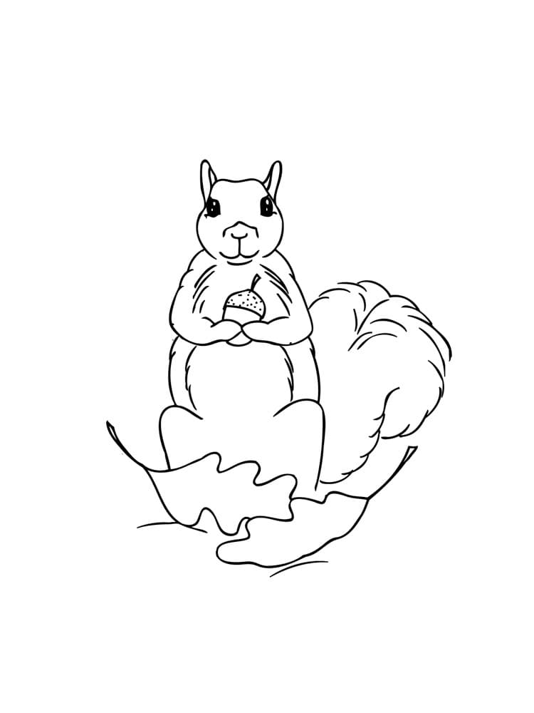 Free printable Squirrel coloring page #177458 from Animals collection