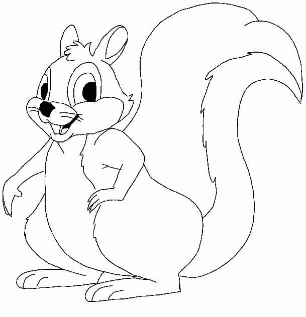 Free printable Squirrel coloring page #216963 from Animals collection