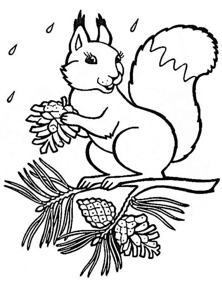 Free printable Squirrel coloring page #216965 from Animals collection