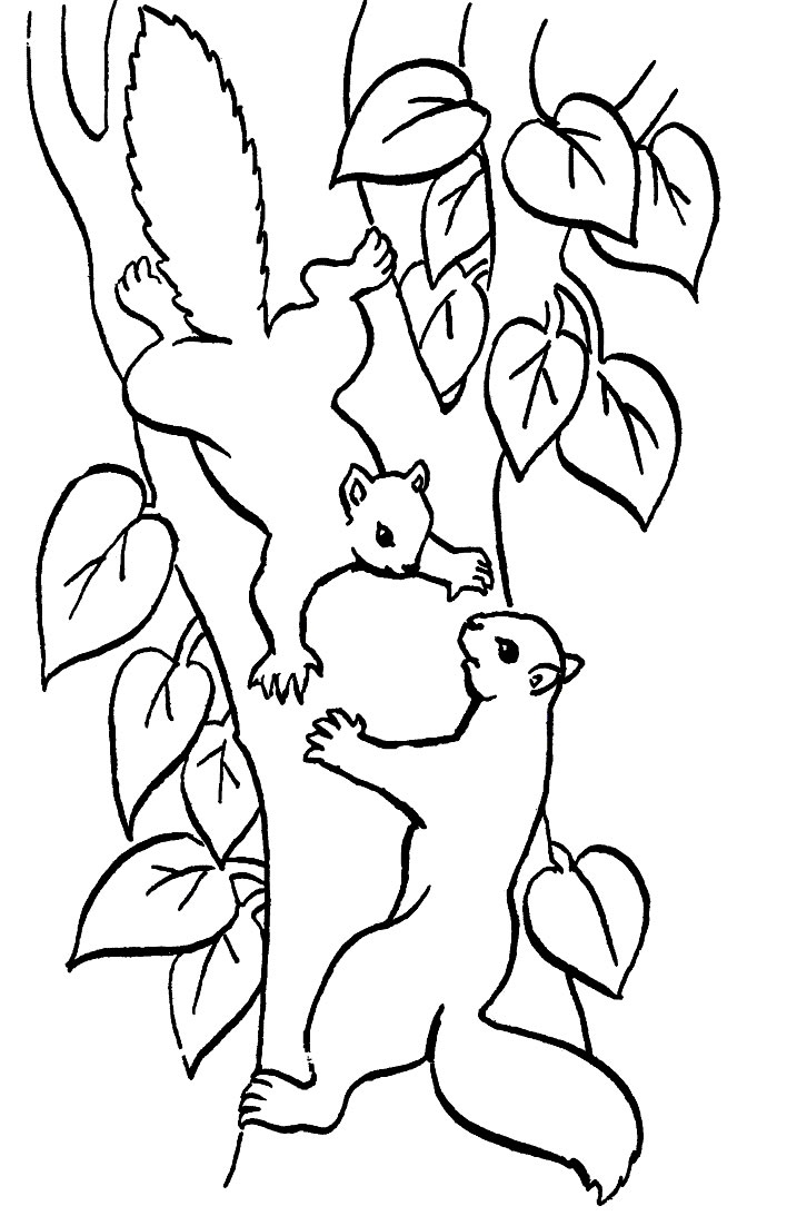 Coloring page: Squirrel (Animals) #6104 - Free Printable Coloring Pages