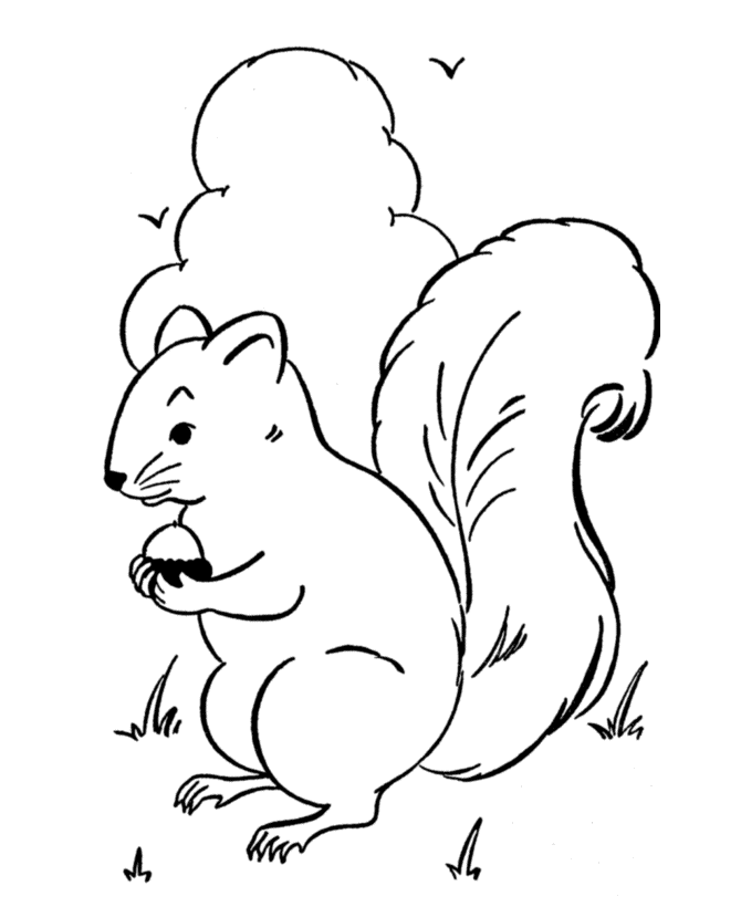 Coloring page: Squirrel (Animals) #6107 - Free Printable Coloring Pages