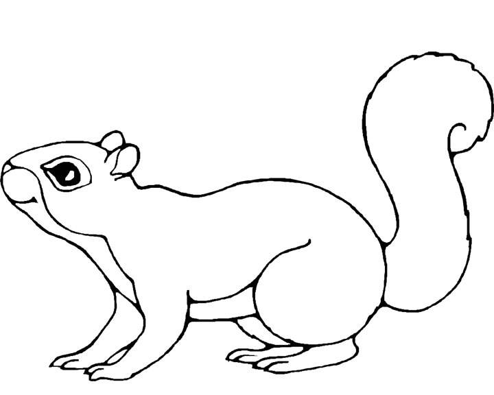 Drawing Squirrel #6113 (Animals) – Printable coloring pages