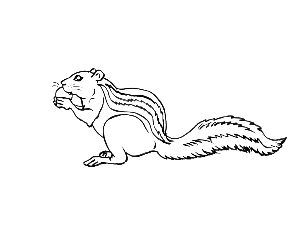 Coloring page: Squirrel (Animals) #6126 - Free Printable Coloring Pages