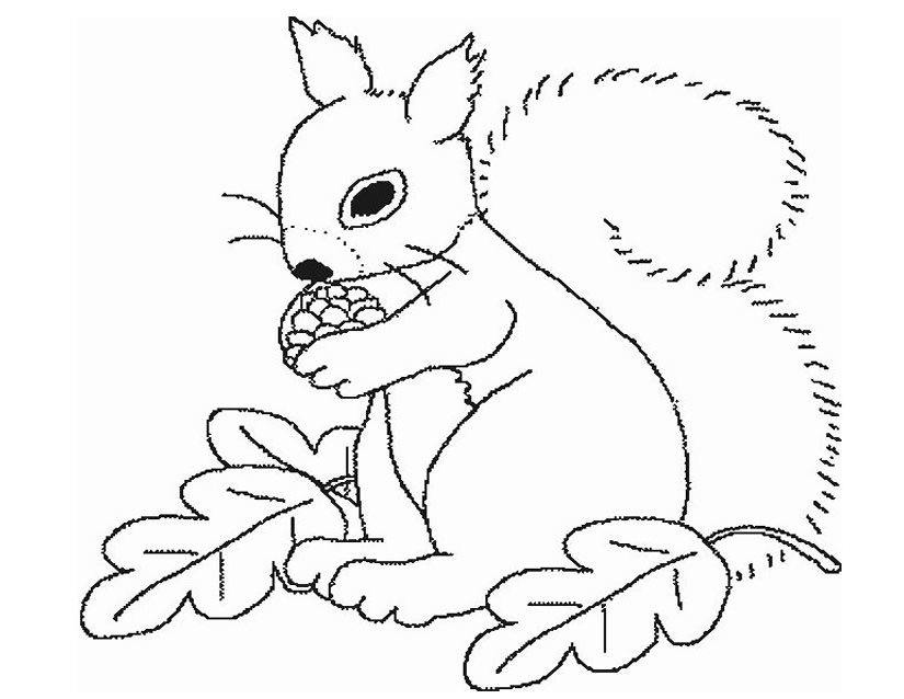 Coloring page: Squirrel (Animals) #6128 - Free Printable Coloring Pages