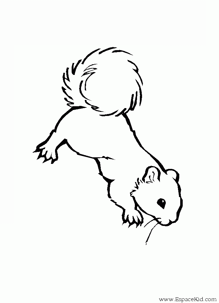 Coloring page: Squirrel (Animals) #6152 - Free Printable Coloring Pages