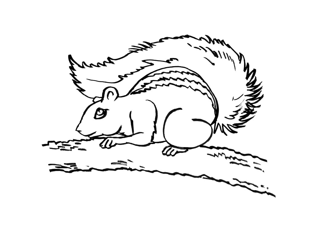 Coloring page: Squirrel (Animals) #6173 - Free Printable Coloring Pages