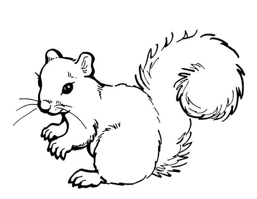 Coloring page: Squirrel (Animals) #6182 - Free Printable Coloring Pages
