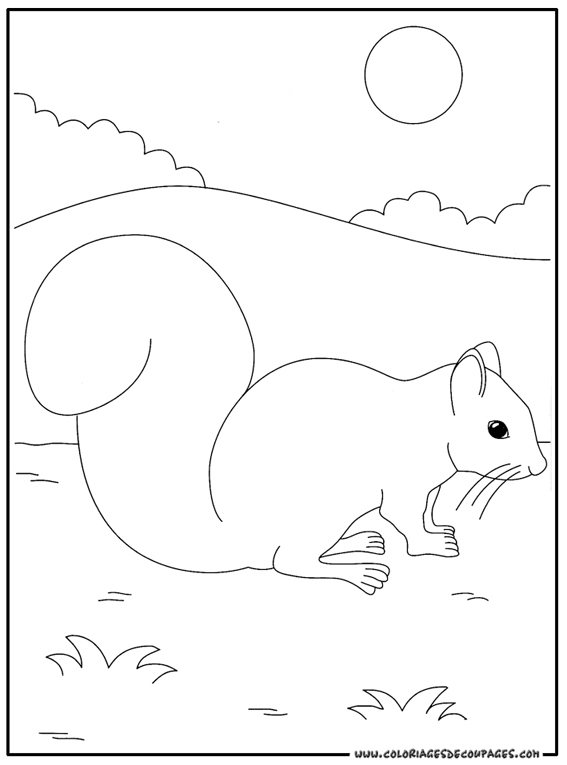 Coloring page: Squirrel (Animals) #6202 - Free Printable Coloring Pages