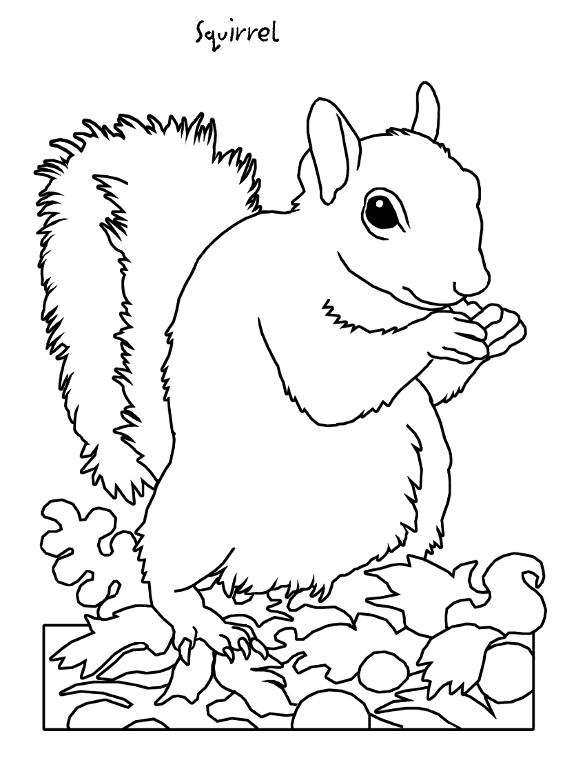 Coloring page: Squirrel (Animals) #6203 - Free Printable Coloring Pages