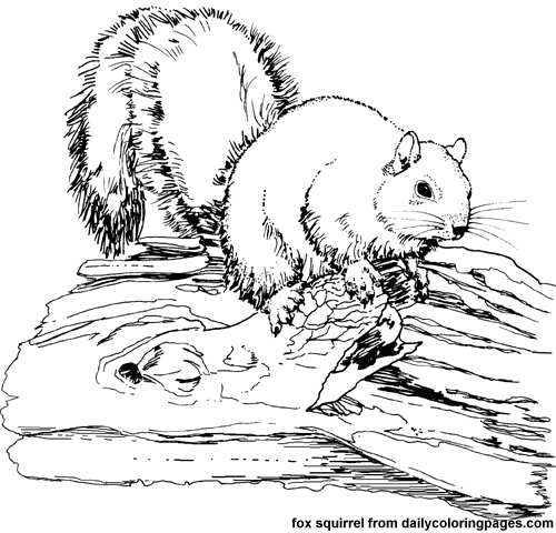 Coloring page: Squirrel (Animals) #6212 - Free Printable Coloring Pages
