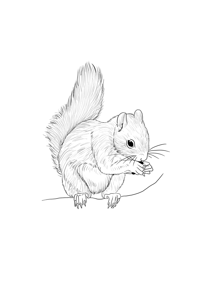 Coloring page: Squirrel (Animals) #6229 - Free Printable Coloring Pages