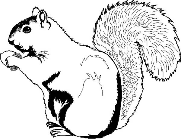 Coloring page: Squirrel (Animals) #6245 - Free Printable Coloring Pages