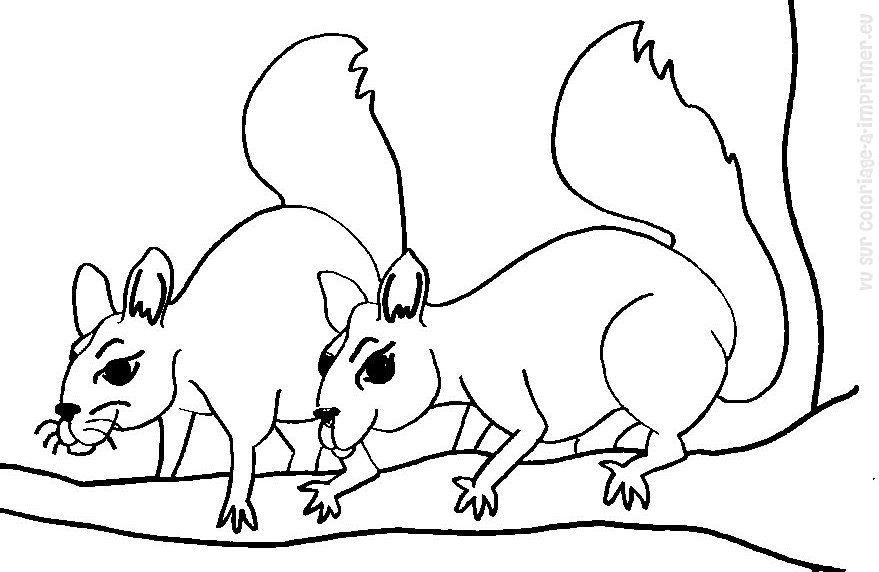 Coloring page: Squirrel (Animals) #6253 - Free Printable Coloring Pages