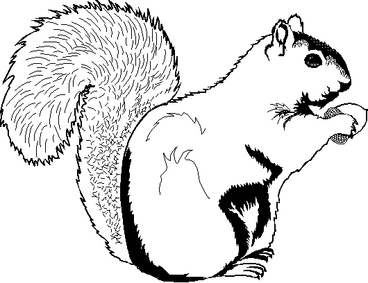 Coloring page: Squirrel (Animals) #6274 - Free Printable Coloring Pages