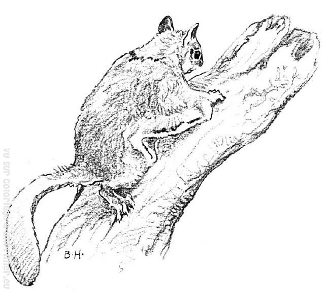 Coloring page: Squirrel (Animals) #6286 - Free Printable Coloring Pages