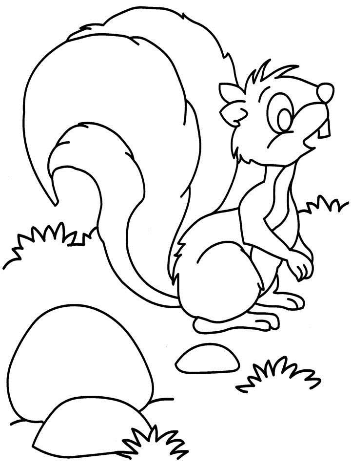 Coloring page: Squirrel (Animals) #6294 - Free Printable Coloring Pages