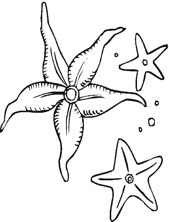 Coloring page: Starfish (Animals) #6709 - Free Printable Coloring Pages
