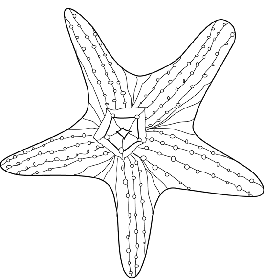 Coloring page: Starfish (Animals) #6744 - Free Printable Coloring Pages