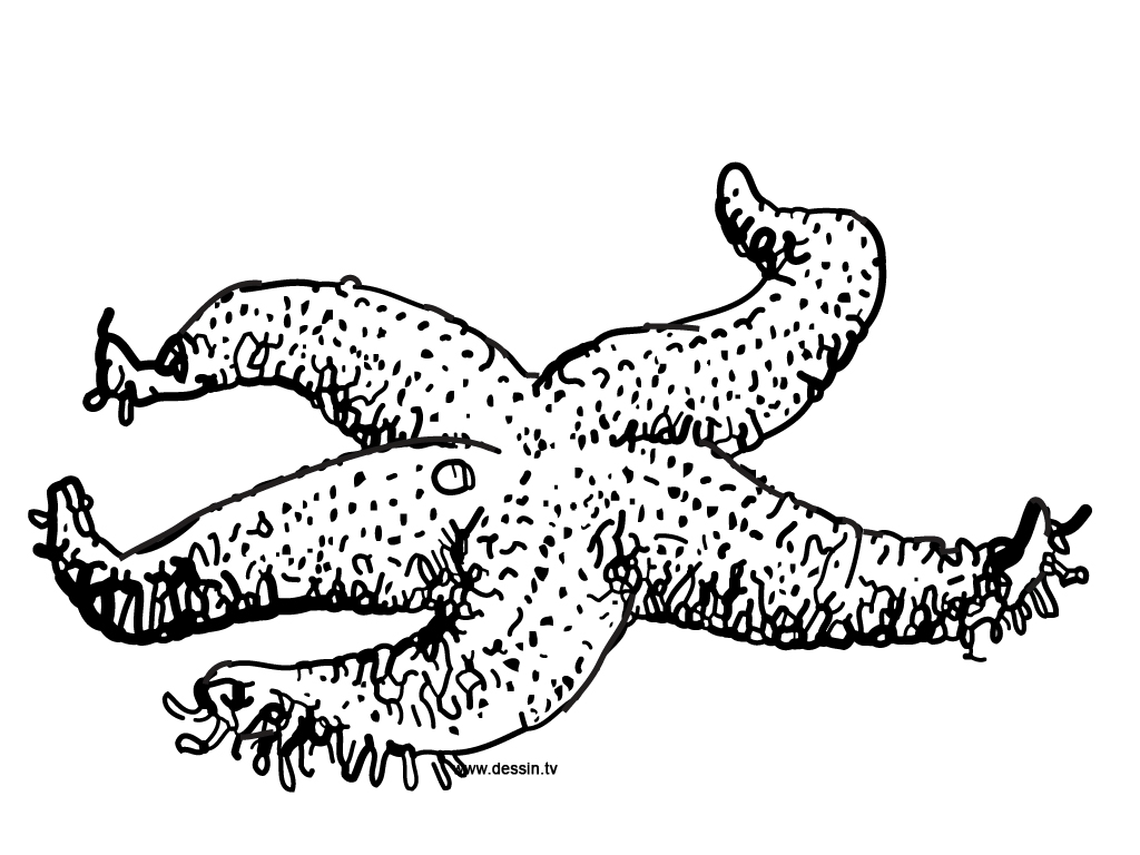 Coloring page: Starfish (Animals) #6787 - Free Printable Coloring Pages