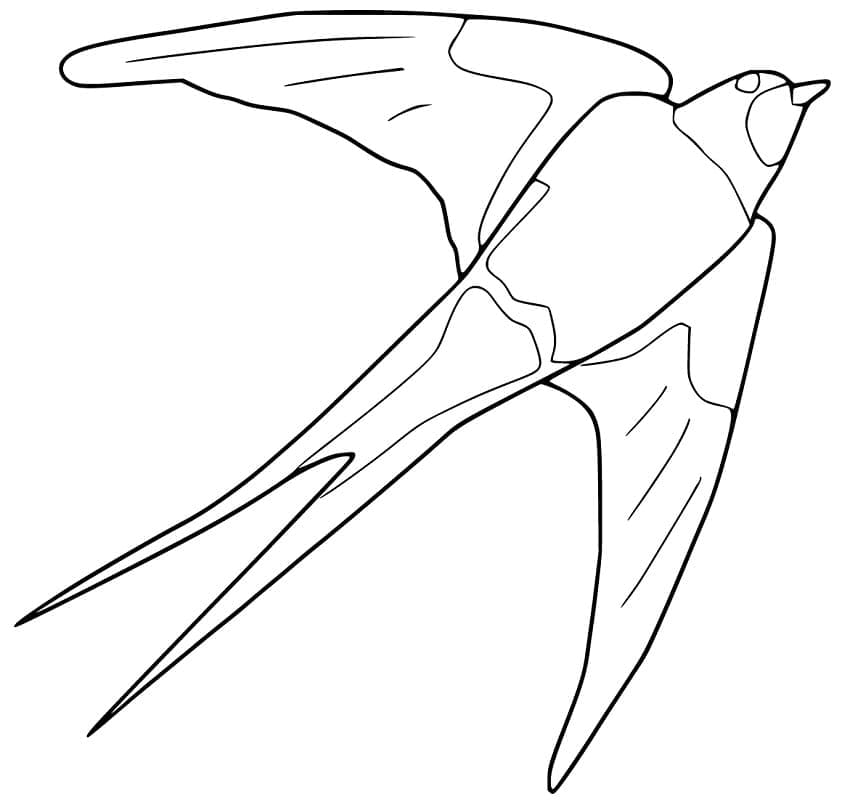 Free printable Swallow coloring page #210268 from Animals collection