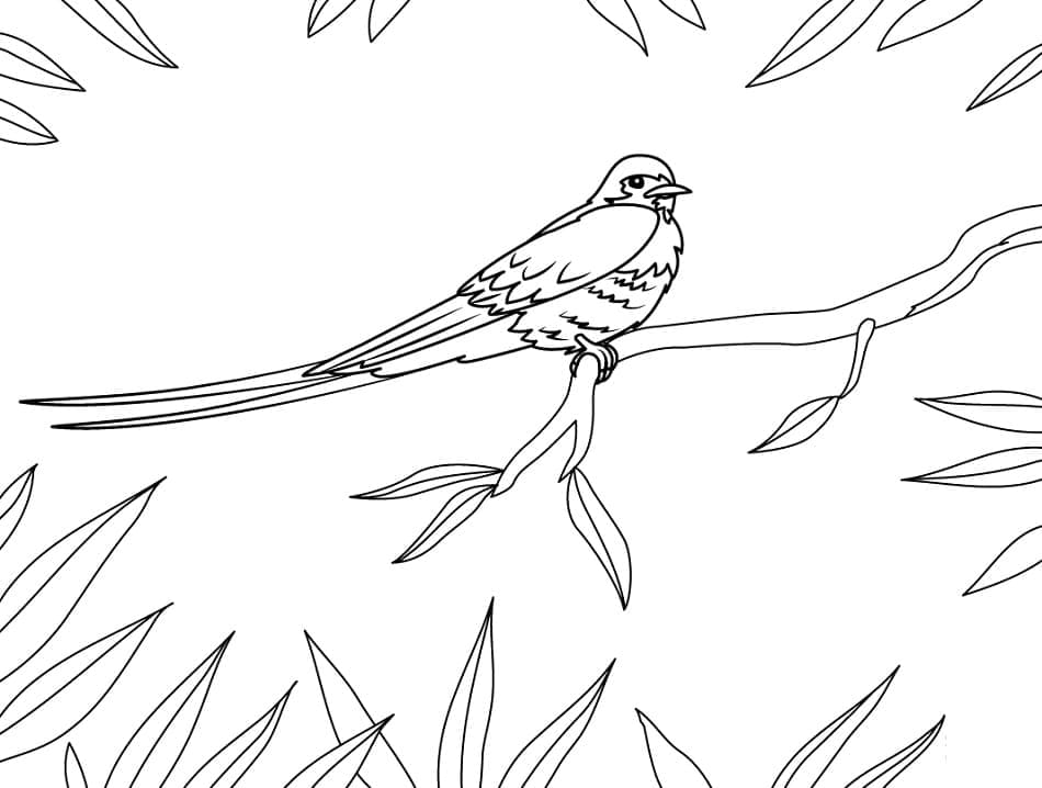 Free printable Swallow coloring page #210273 from Animals collection