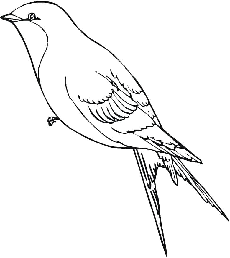 Free printable Swallow coloring page #210276 from Animals collection